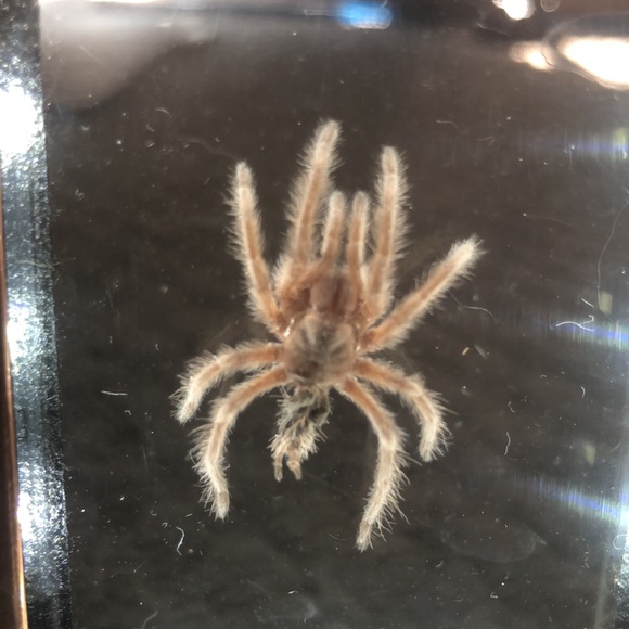 Framed tarantula skin - Picture 3 of 3
